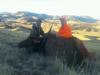 Josh's 2015 Cow